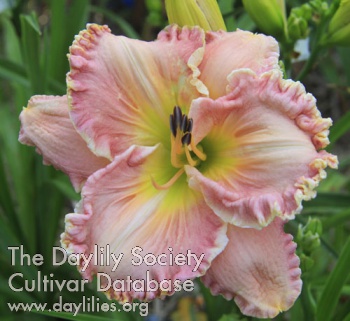 Daylily Sweet Relief
